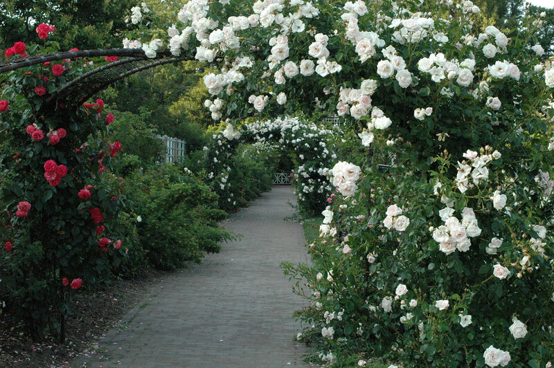 Rose-covered Garden Arch — Green, Serene, Afternoon, Photograph, Path, Bushes