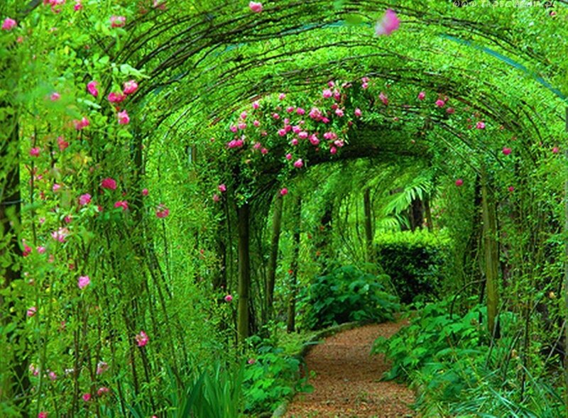 Rose-covered Garden Arch — Green, Serene, Afternoon, Photograph