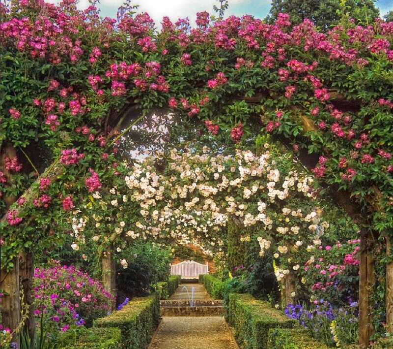 Rose-covered Garden Arch — Pink, Serene, Afternoon