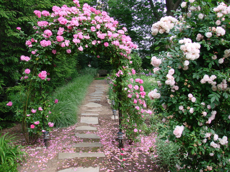 Rose-covered Garden Arch — Pink, Serene, Spring