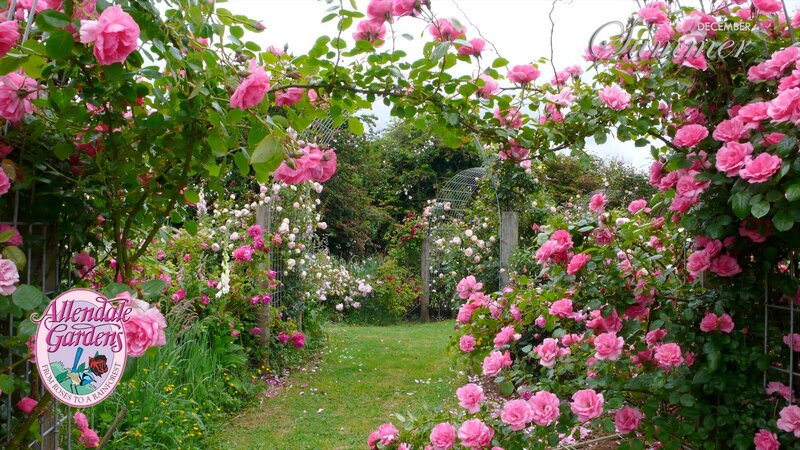 Rose-covered Garden Arch — Pink, Serene