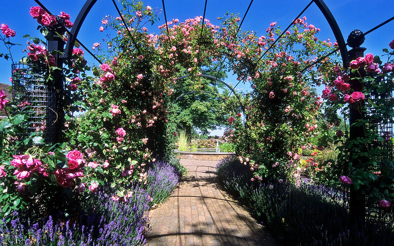 Rose-covered Garden Arch — Pink