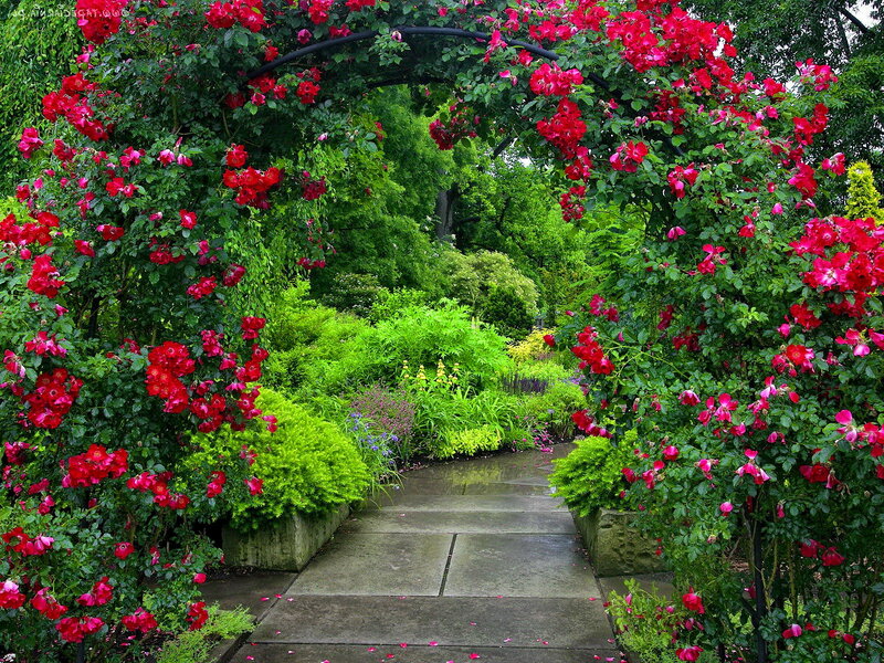 Rose-covered Garden Arch — Red, Serene, Afternoon