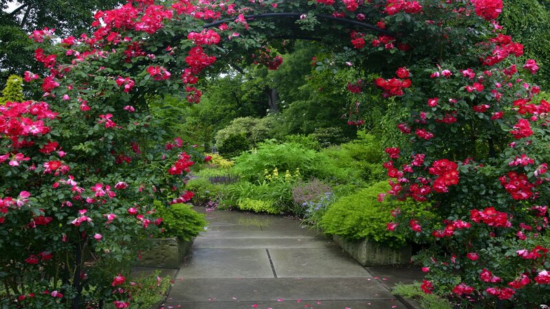 Rose-covered Garden Arch — Red, Serene, Spring