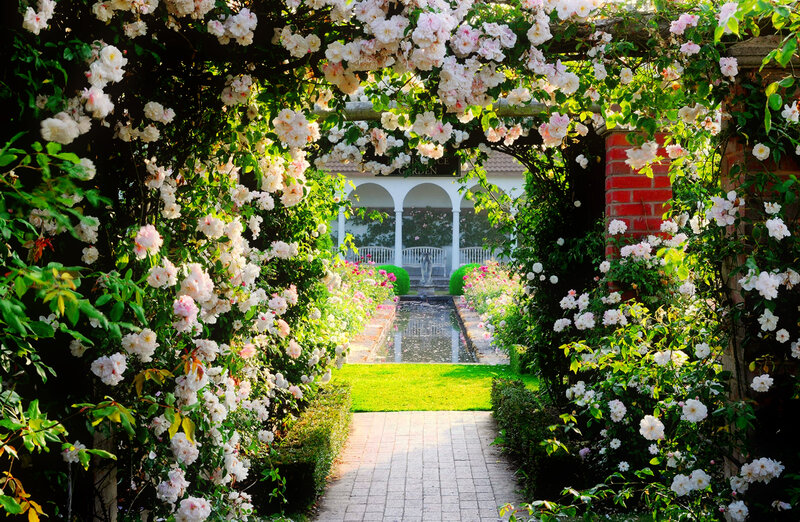 Rose-covered Garden Arch — White