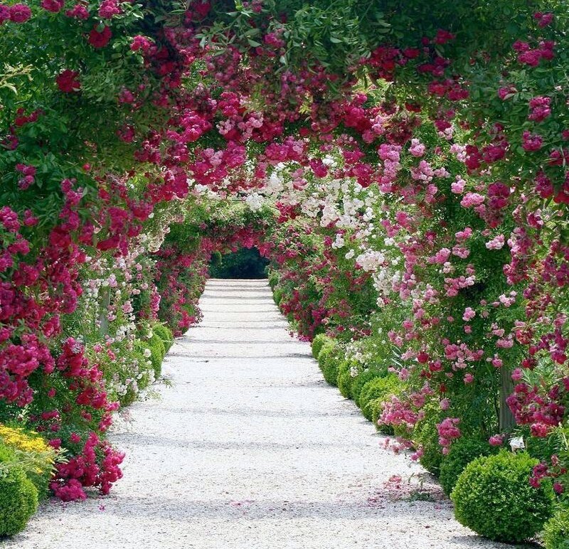 rose-covered garden archway