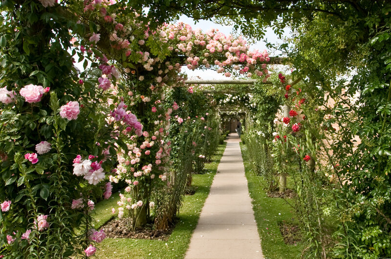 Rose-covered Garden Archway — Pink, Serene