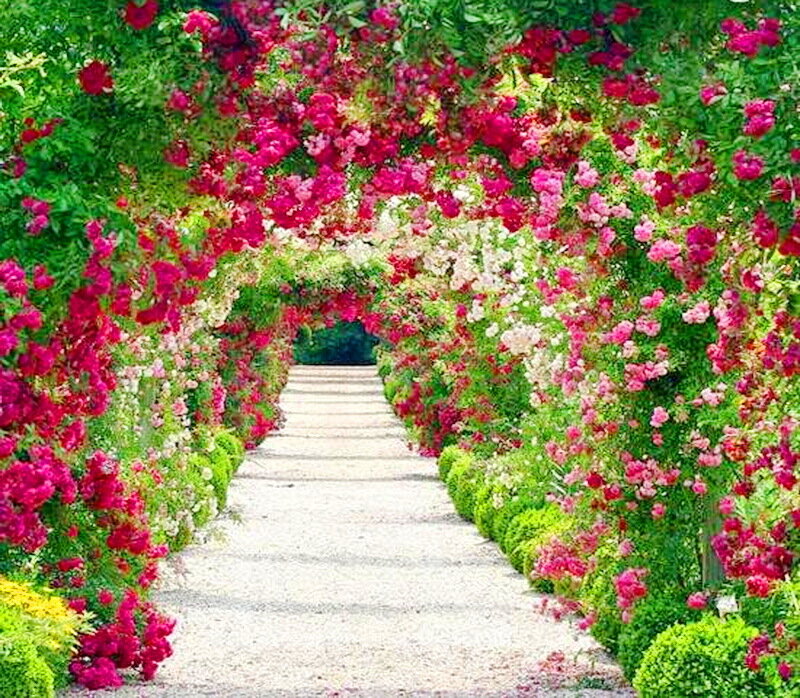 Rose-covered Garden Archway — Pink