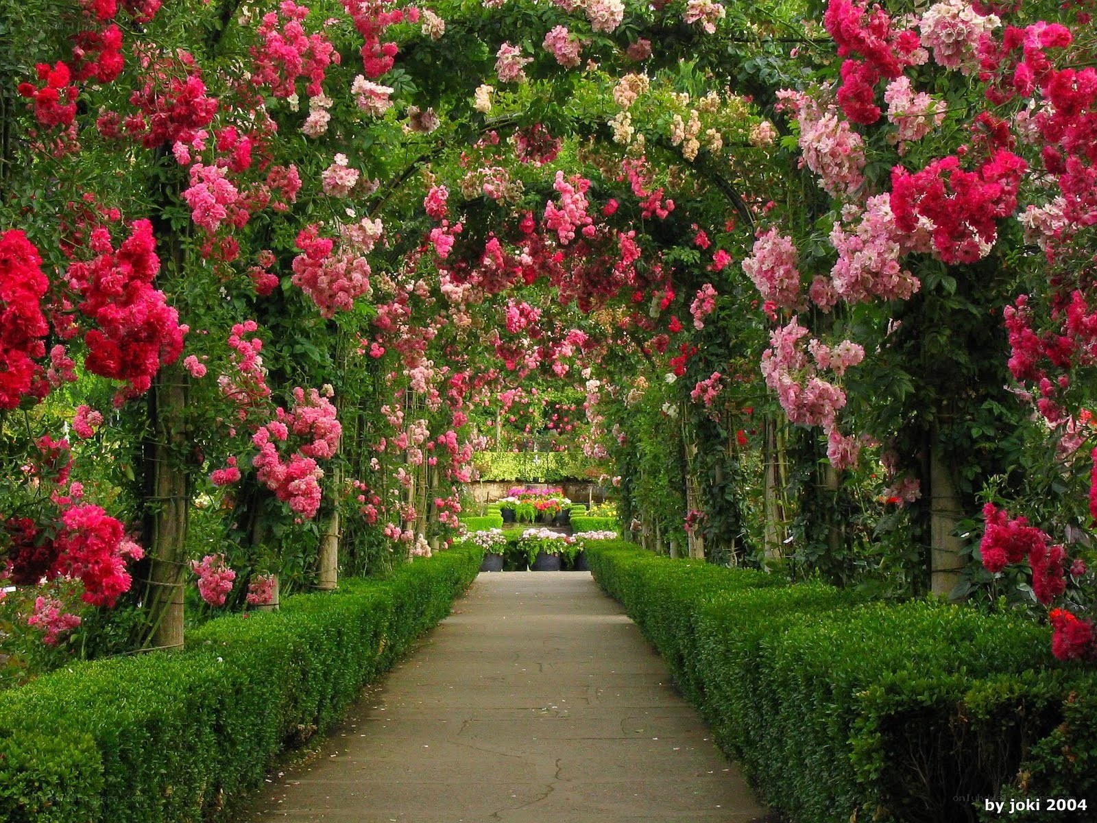 rose-covered garden archway