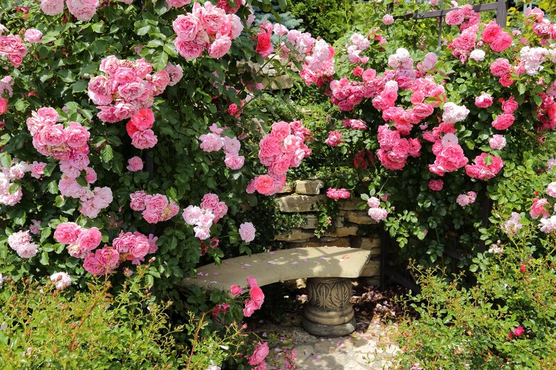 Rose-covered Garden Bench