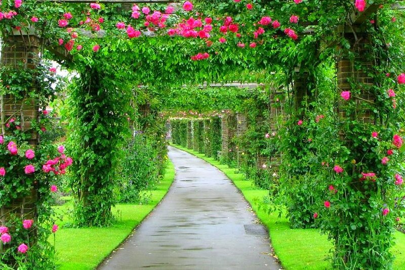 rose-covered garden path