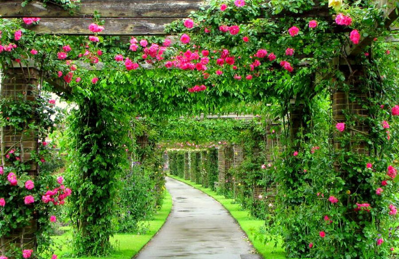 rose-covered garden pathway