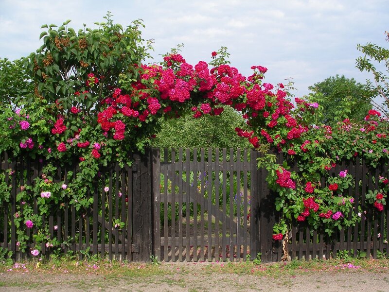 Rose-covered Gate