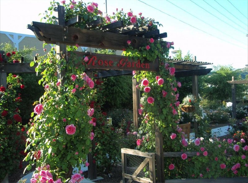 Rose-covered Pergola — Green, Serene
