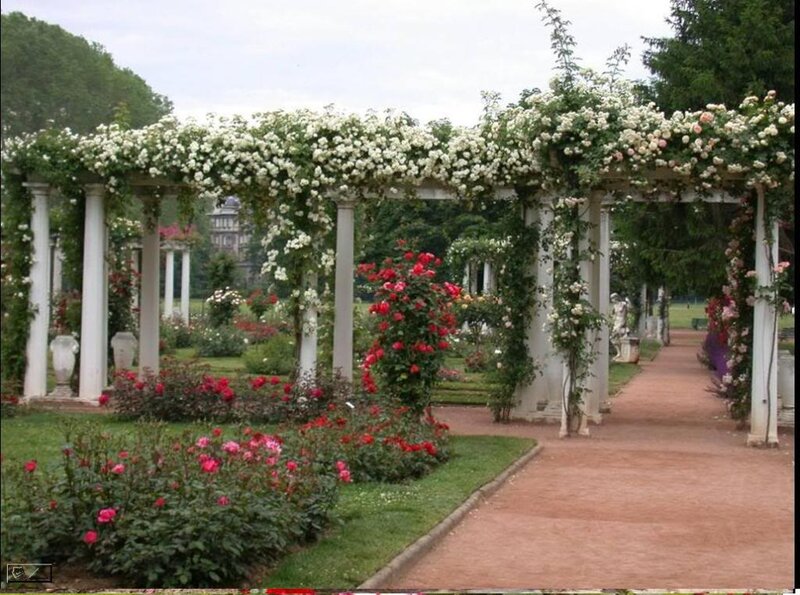 Rose-covered Pergola — Green