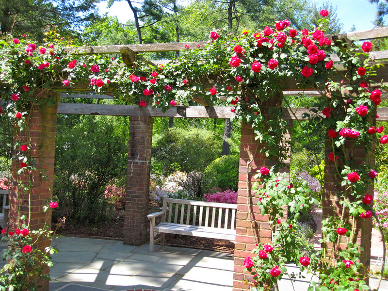 Rose-covered Pergola — Red