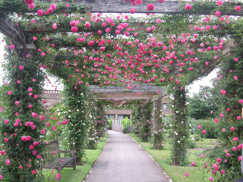 Rose-covered Pergola