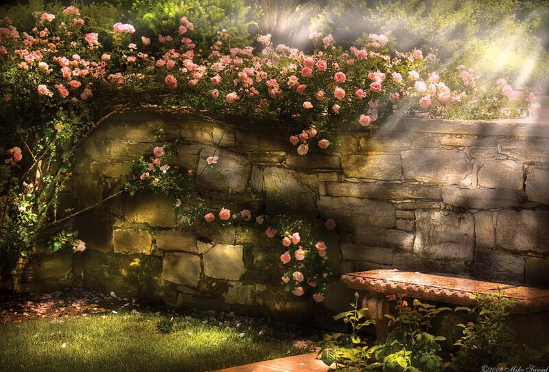 Rose-covered Stone Wall