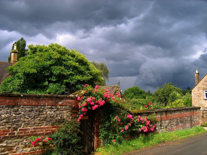 Rose-covered Wall