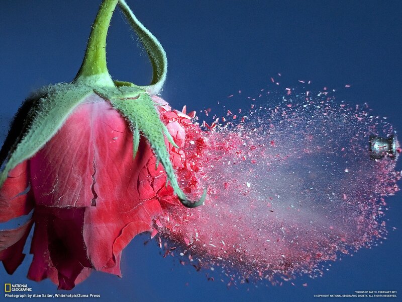 Rose exploding in slow motion