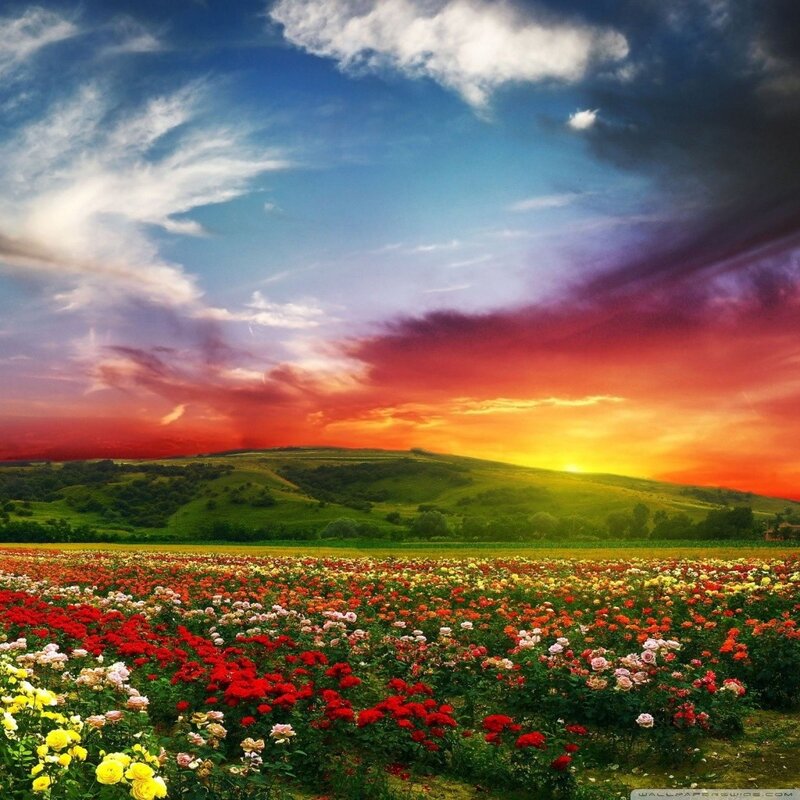 Rose Field at Sunset