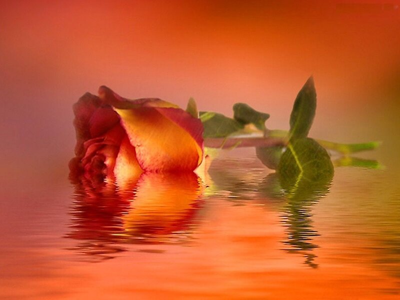 Rose Floating in Water — Orange