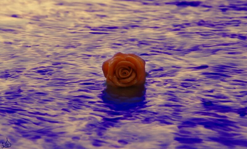 Rose Floating in Water — Purple