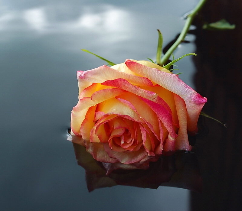 Rose Floating in Water
