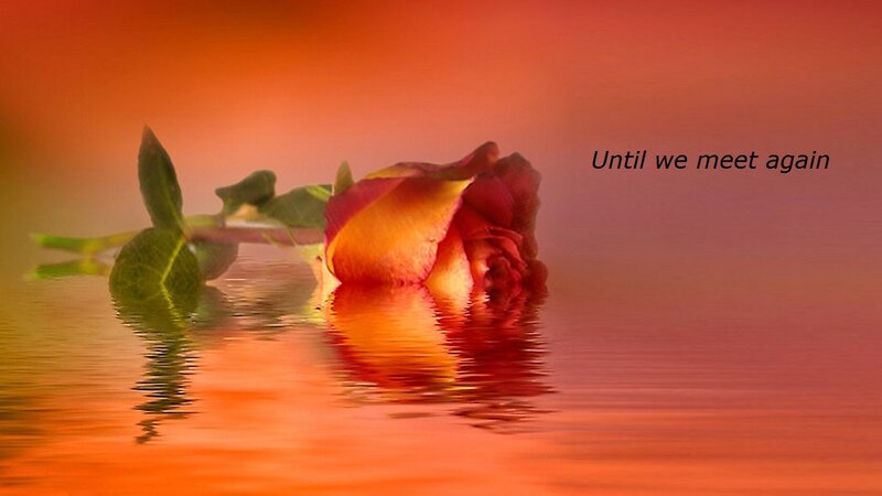 Rose Floating on Water — Orange