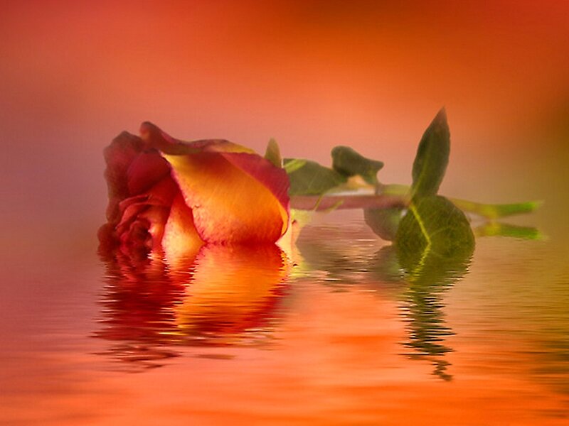 Rose Floating on Water