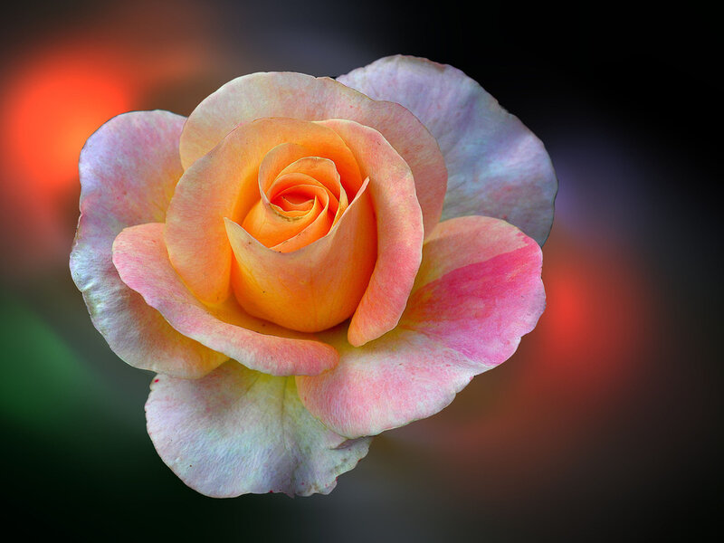 Rose Flower Bloom — Pink
