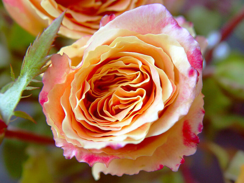 Rose Flower Bloom