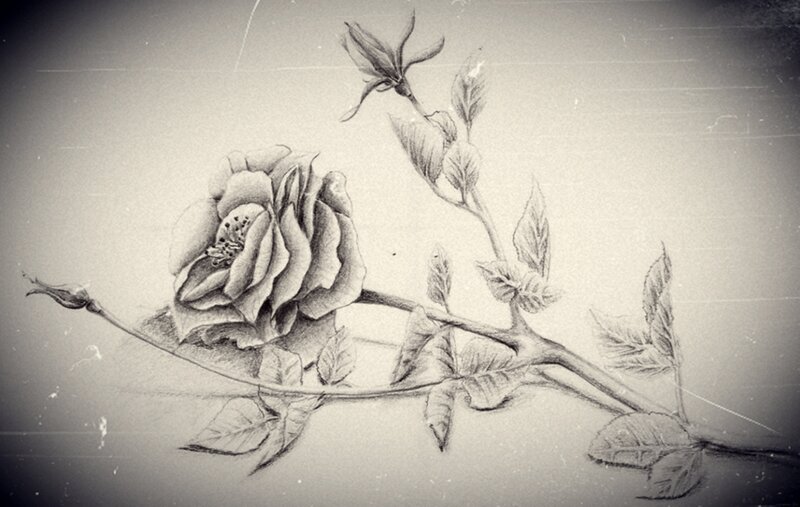 Rose Flower Drawing
