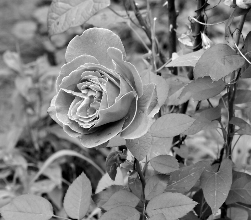 Rose Flower in Bloom