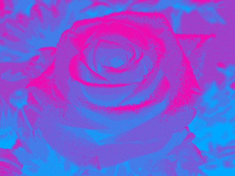 Rose Flower — Pink
