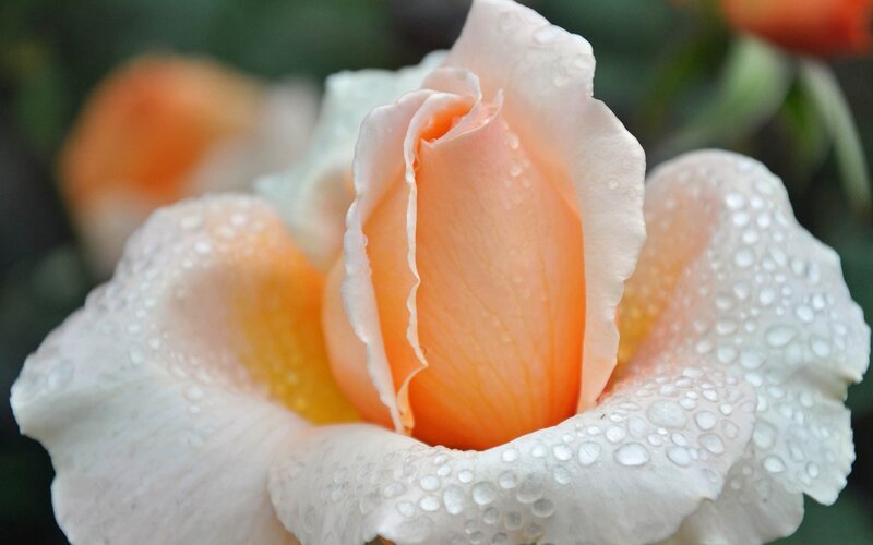 Rose Flower with Water Droplets