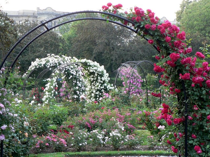 Rose Garden Arches