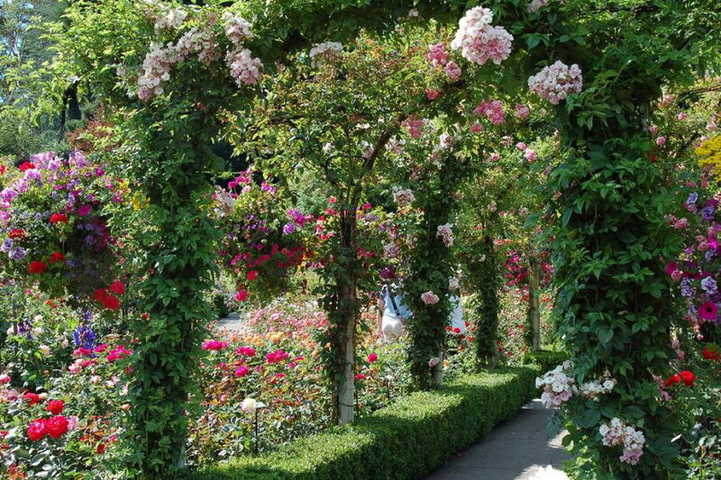 Rose Garden Archway — Green