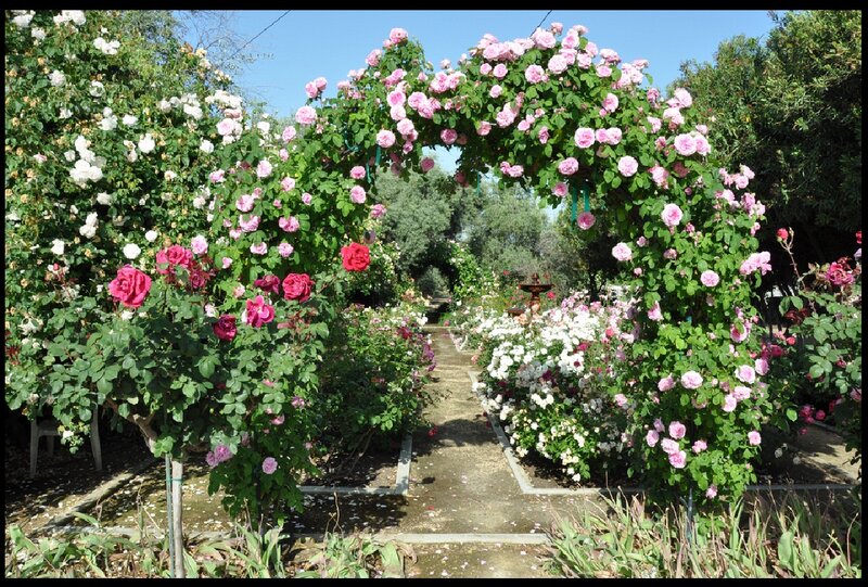 Rose Garden Archway — Pink, Serene