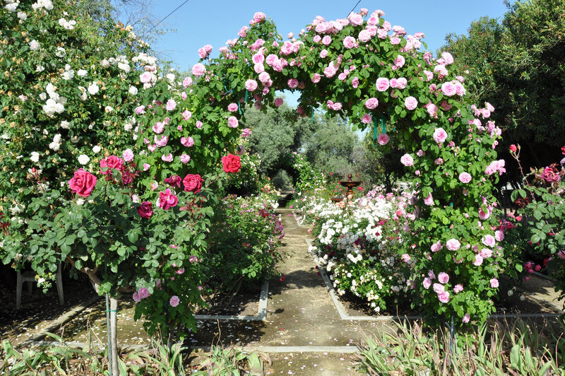 Rose Garden Archway — Pink