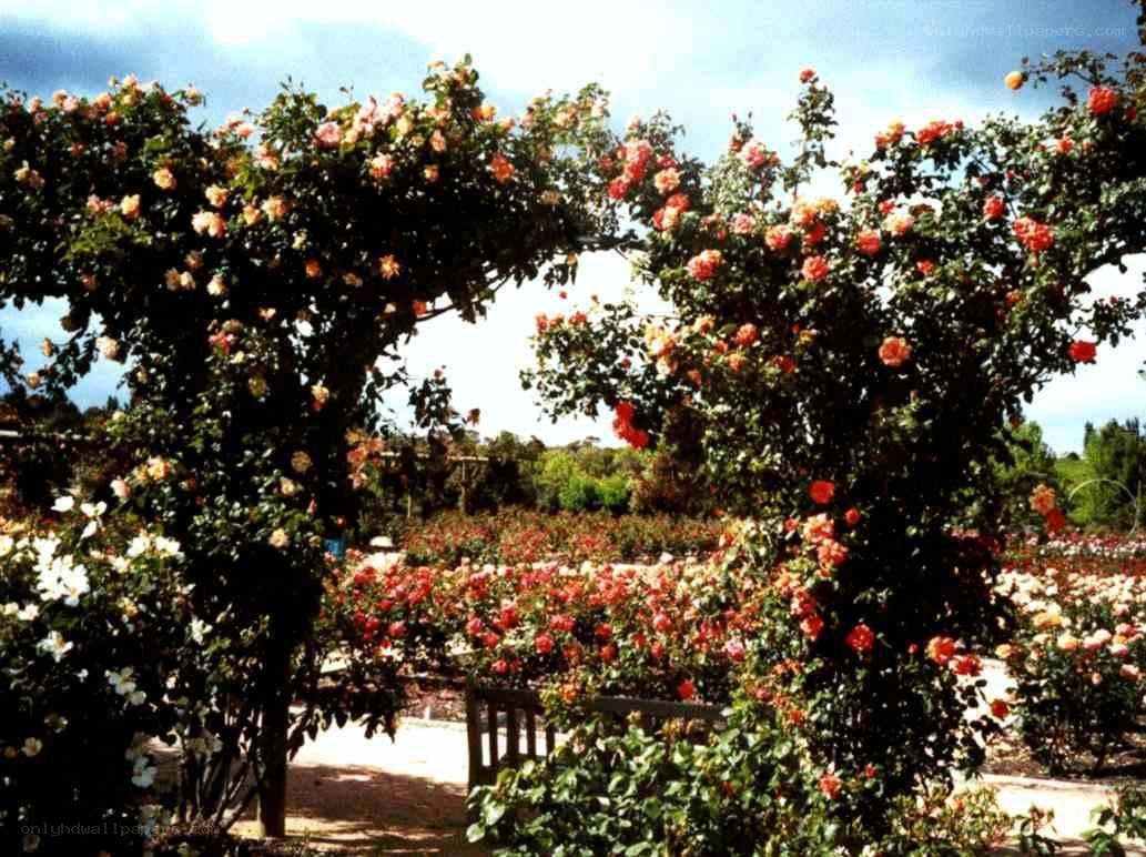 rose garden archway
