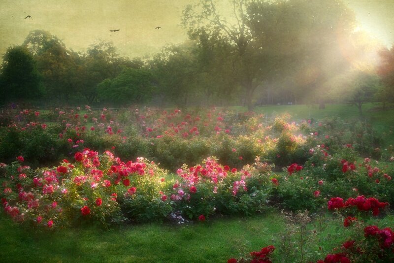 Rose Garden at Sunrise