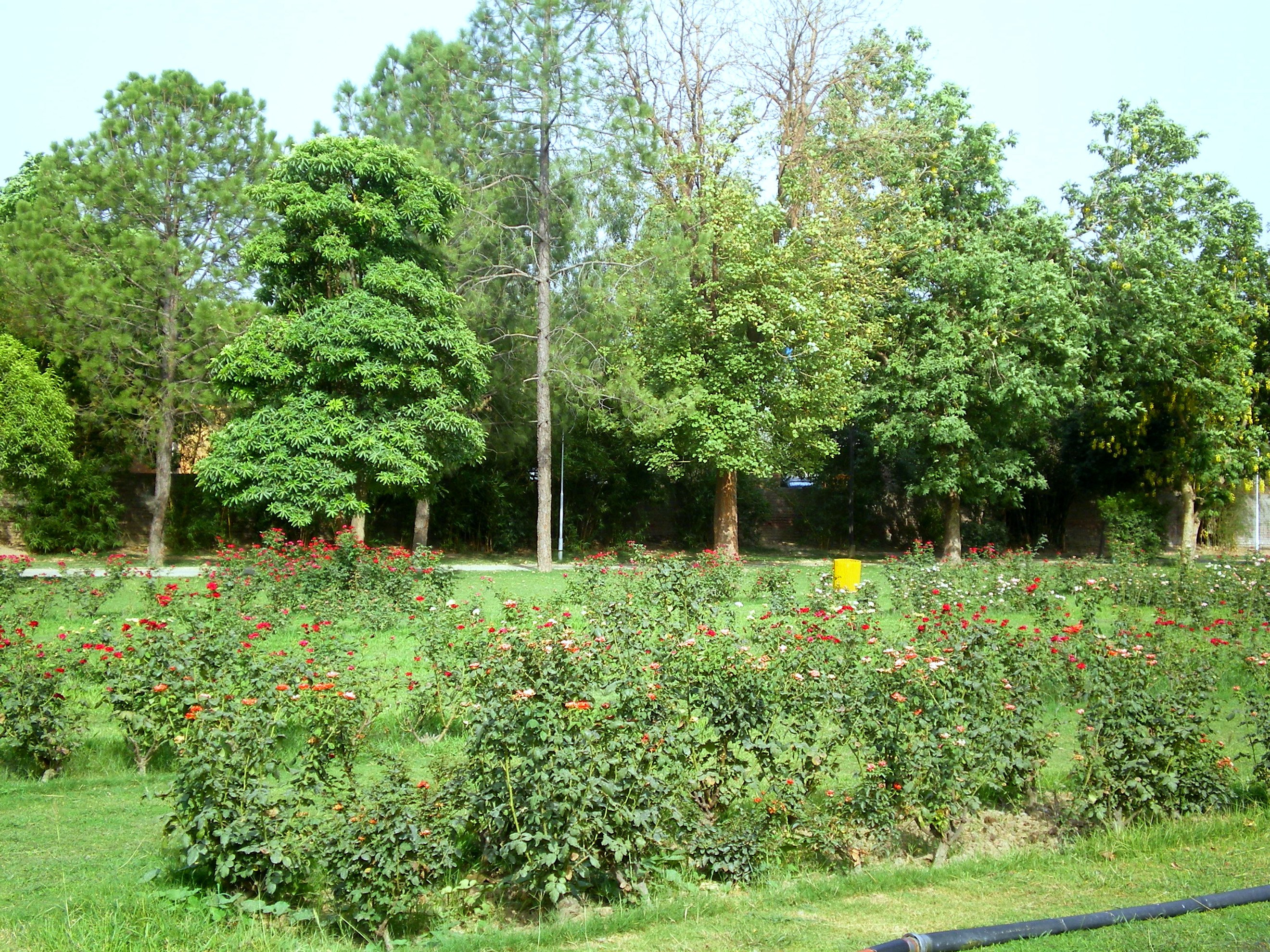 Rose garden in a park