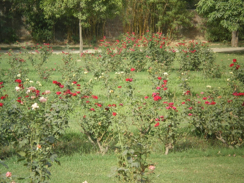 rose garden in a park