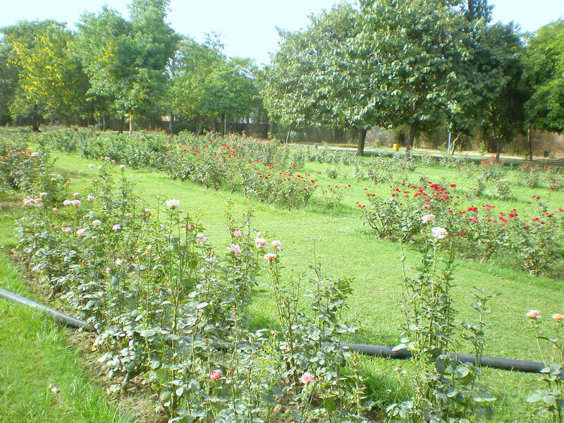 rose garden in a park