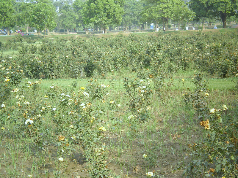 rose garden in a park