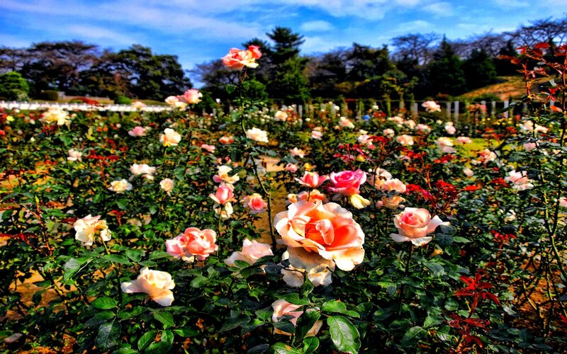 Rose Garden in Bloom — Pink, Serene, Afternoon