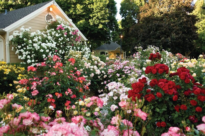 Rose Garden in Bloom — Pink, Serene