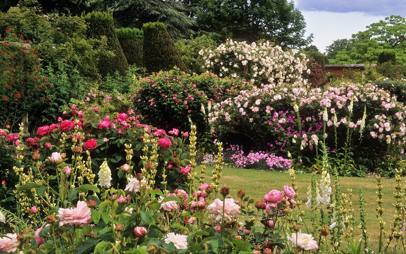 Rose Garden in Bloom