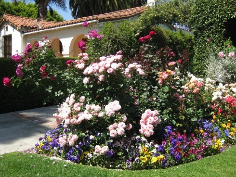 Rose Garden in Front Yard